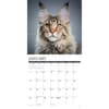 image Just Maine Coon Cats 2025 Wall Calendar