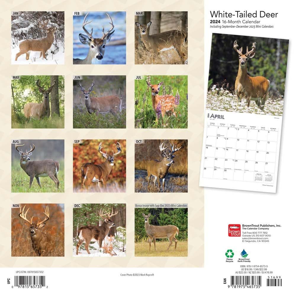 White Tailed Deer 2024 Wall Calendar First Alternate Image width=&quot;1000&quot; height=&quot;1000&quot;