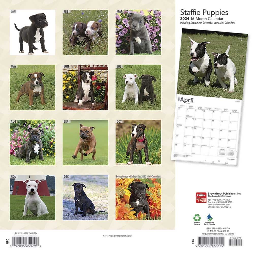 Staffordshire Bull Terrier Puppies 2024 Wall Calendar First Alternate Image width=&quot;1000&quot; height=&quot;1000&quot;