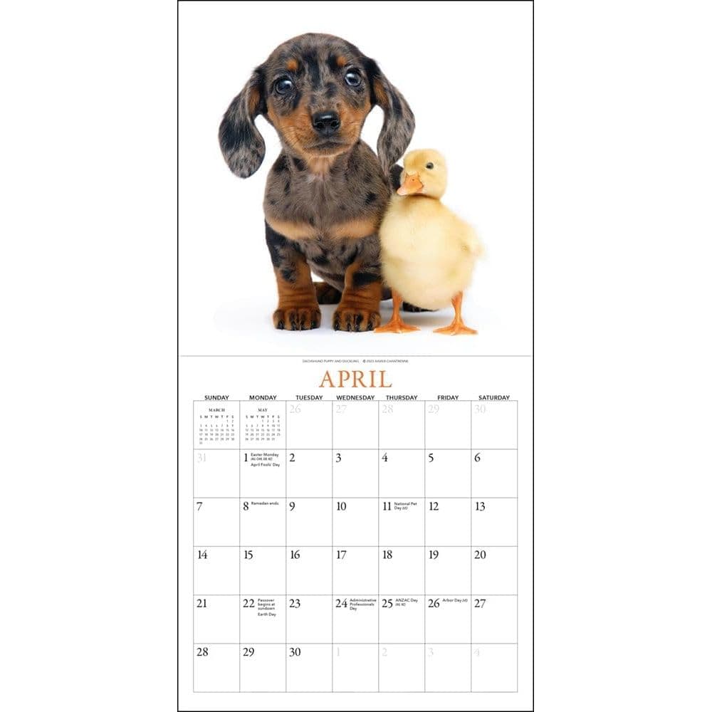 Puppies &amp; Friends 2024 Mini Wall Calendar Second Alternate Image width=&quot;1000&quot; height=&quot;1000&quot;