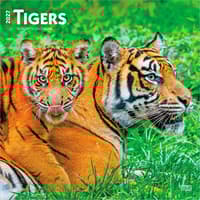 image Tigers 2027 Wall Calendar Main Product Image
