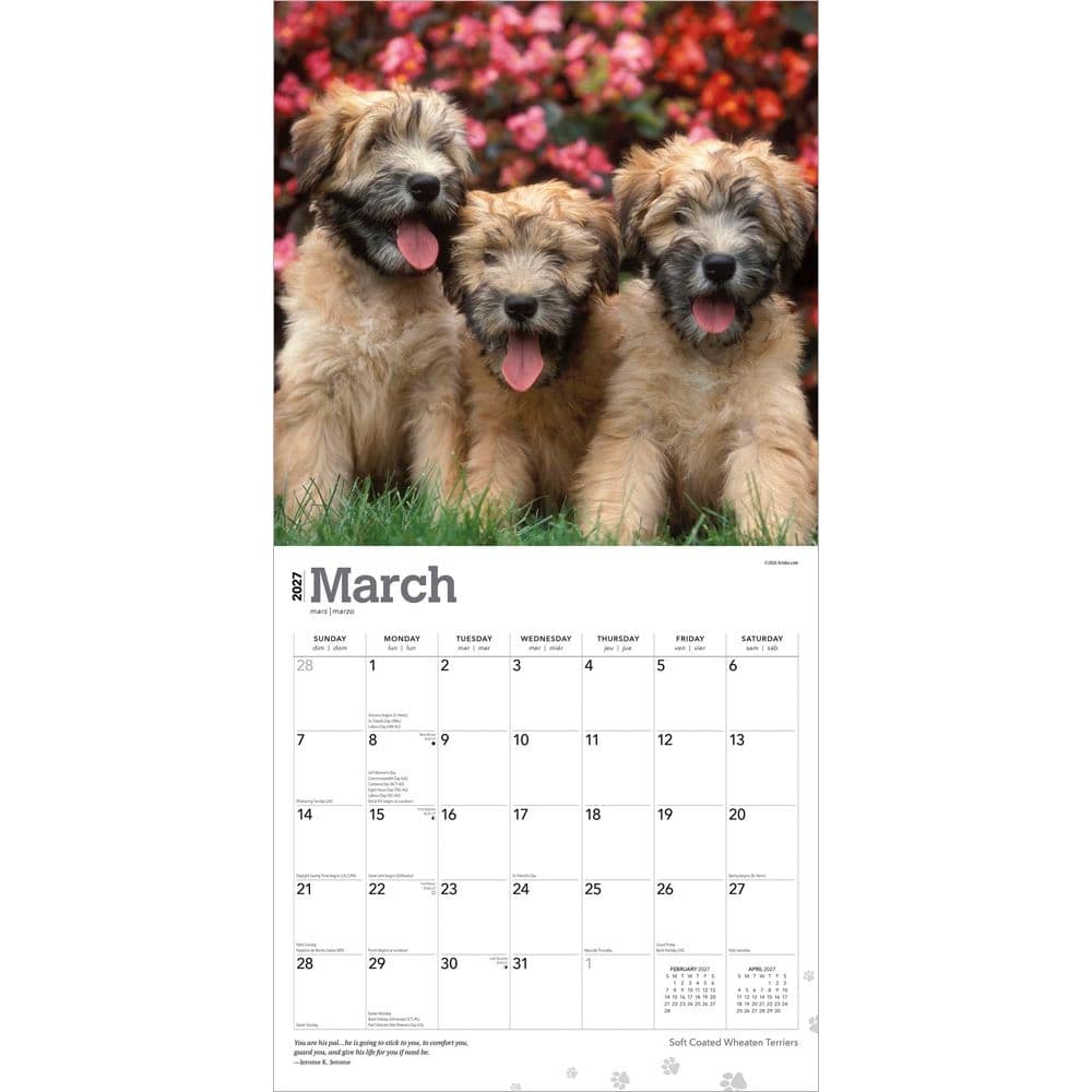 Wheaten Terriers Soft Coated 2027 Wall Calendar Second Alternate Image
