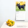 image French Bulldogs 2024 Wall Calendar Third Alternate Image width=&quot;1000&quot; height=&quot;1000&quot;
