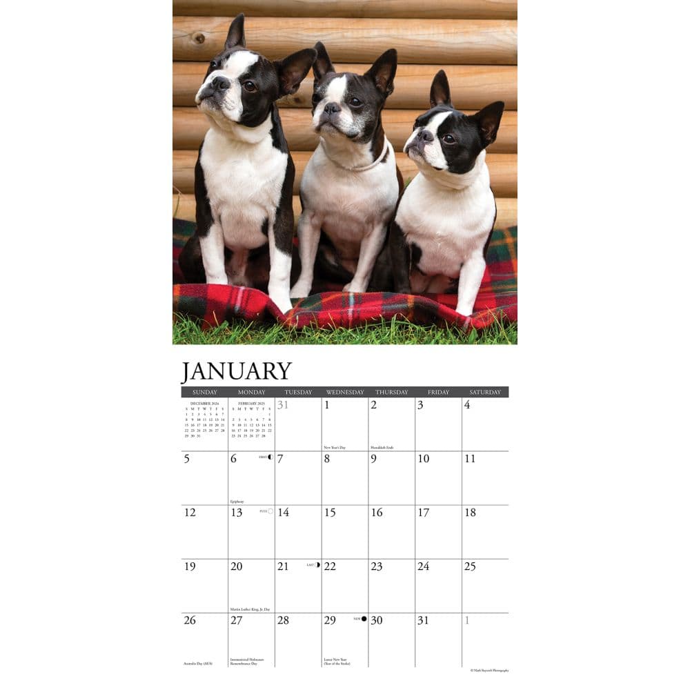 Just Boston Terriers 2025 Wall Calendar Second Alternate Image width=&quot;1000&quot; height=&quot;1000&quot;