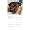 image Just Yorkie Puppies 2025 Wall Calendar