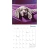 image Pooped Puppies 2024 Mini Wall Calendar Alternate Image 2
