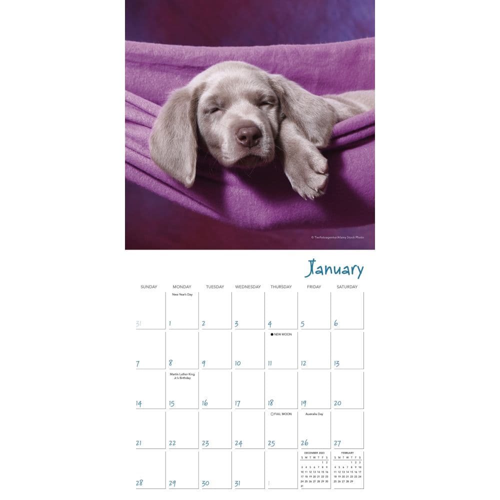 Pooped Puppies 2024 Mini Wall Calendar Alternate Image 2