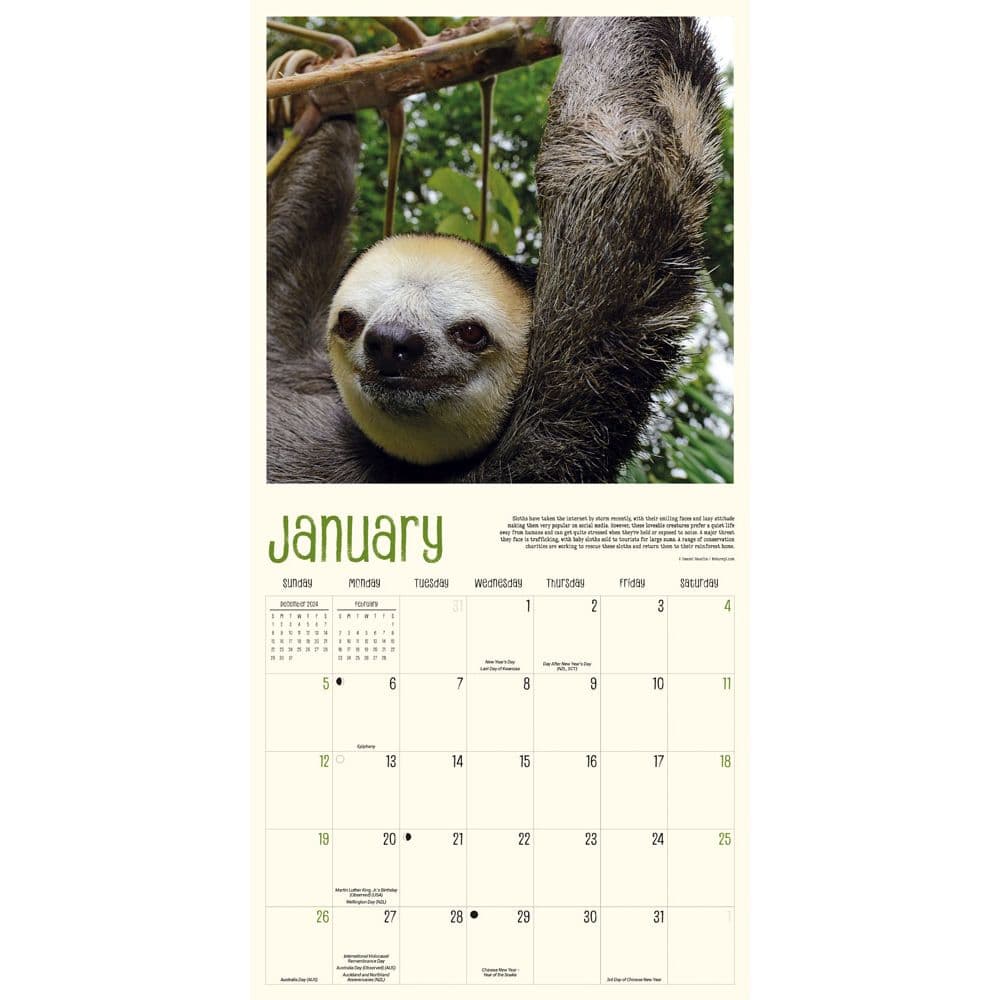 Sloth Life 2025 Wall Calendar Second Alternate Image width="1000" height="1000"