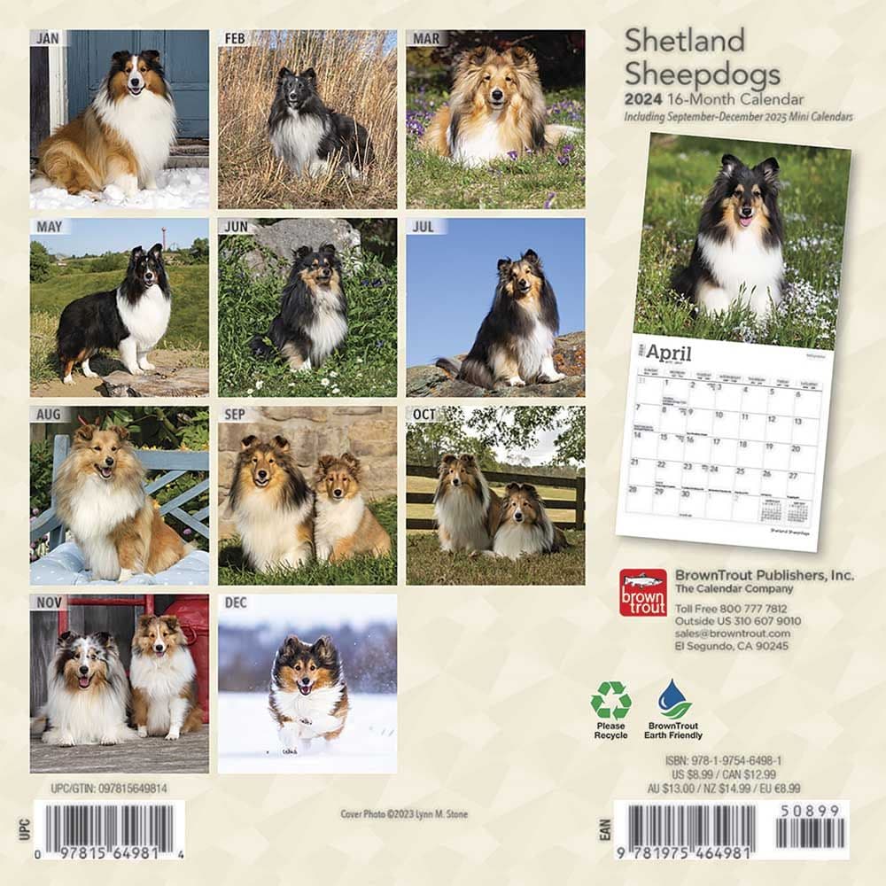 Shetland Sheepdogs 2024 Mini Wall Calendar