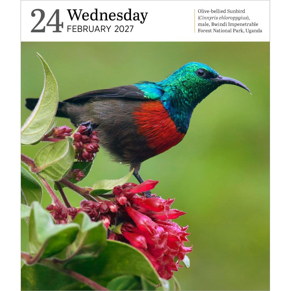 Audubon Nature Page-A-Day Gallery Calendar Refill Pack Third Alternate Image