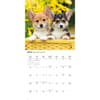 image Just Corgi Puppies 2026 Wall Calendar Third Alternate Image
