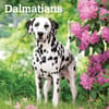 image Dalmatians 2025 Wall Calendar  Main Image