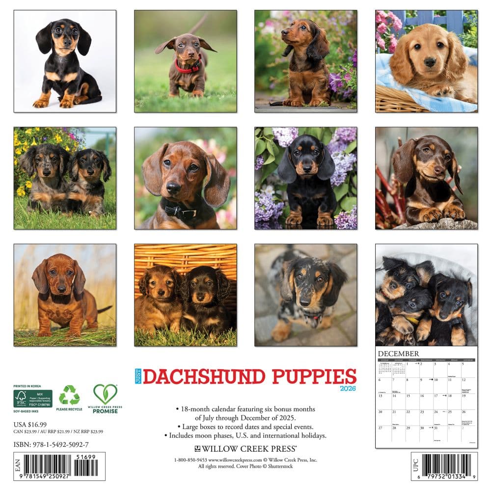 Just Dachshund Puppies 2026 Wall Calendar First Alternate Image