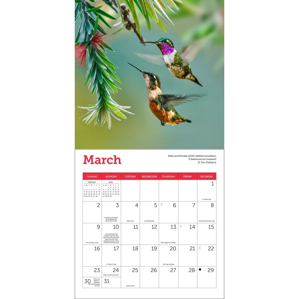 Hummingbirds 2025 Mini Wall Calendar Second Alternate Image width="1000" height="1000"