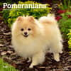 image Pomeranians 2024 Wall Calendar Main Product Image width=&quot;1000&quot; height=&quot;1000&quot;