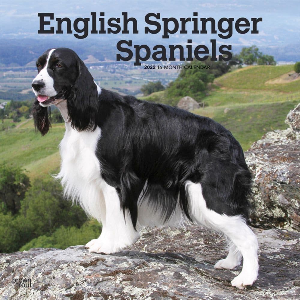 English Springer Spaniels 2022 Wall Calendar