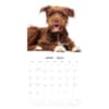 image Crossbreeds 2025 Wall Calendar Second Alternate Image width=&quot;1000&quot; height=&quot;1000&quot;