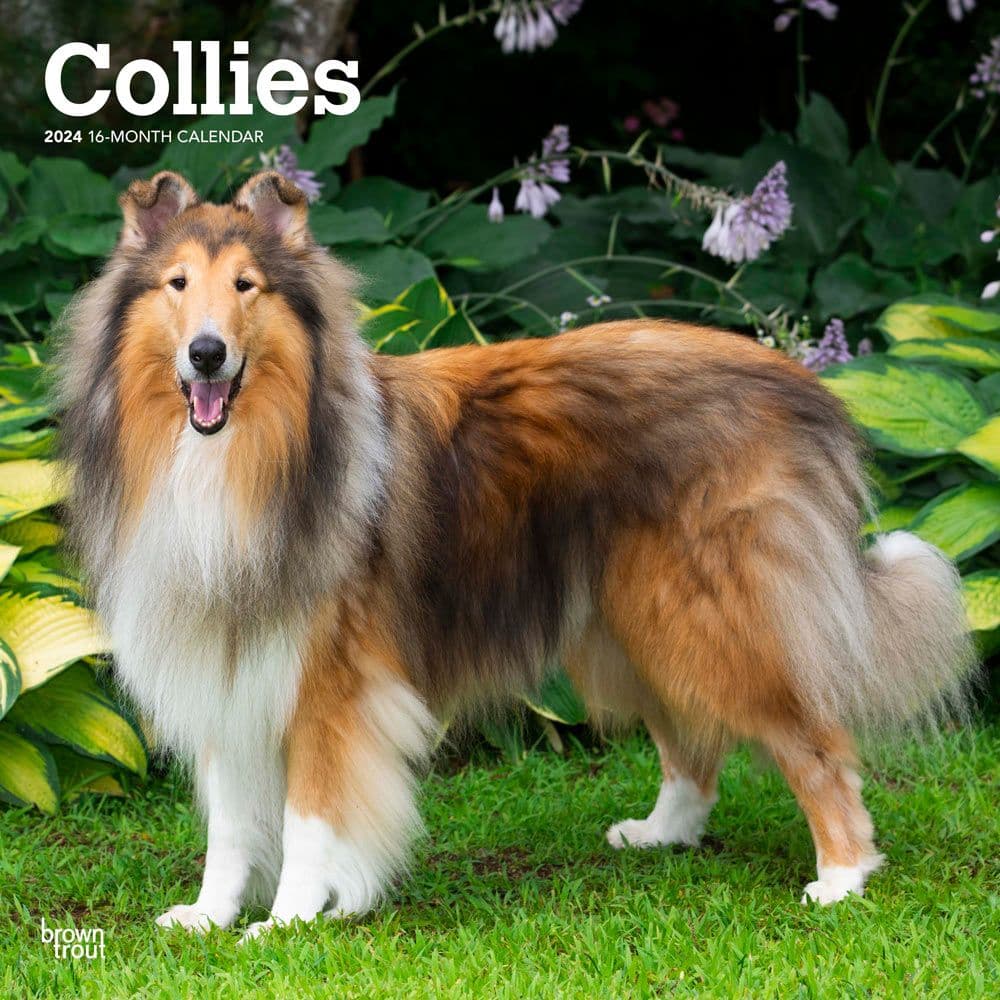 Collies 2024 Wall Calendar