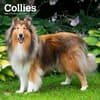 image Collies 2024 Wall Calendar Main Product Image width=&quot;1000&quot; height=&quot;1000&quot;
