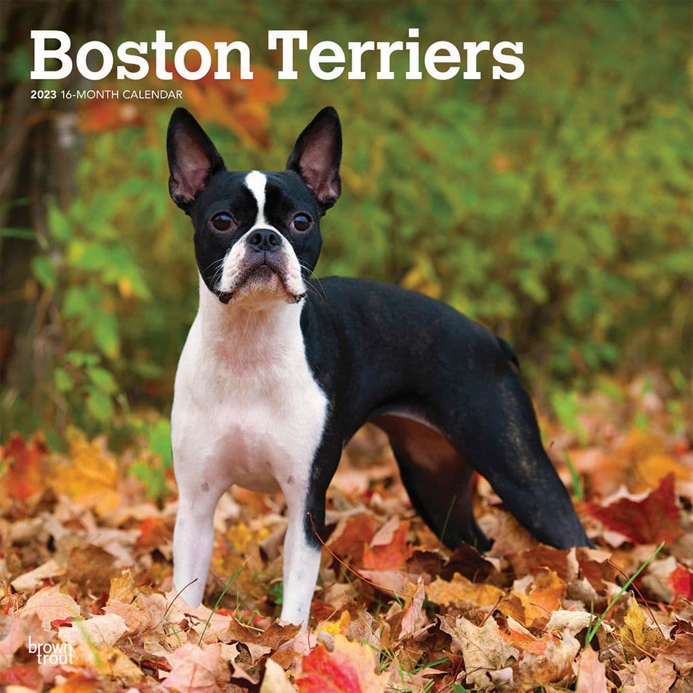 BrownTrout Boston Terriers 2023 Square Wall Calendar