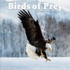 image Birds Of Prey Photo 2025 Wall Calendar Main Image