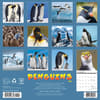 image Penguins 2025 Wall Calendar First Alternate Image width=&quot;1000&quot; height=&quot;1000&quot;