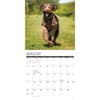 image Just Labradoodles 2025 Wall Calendar