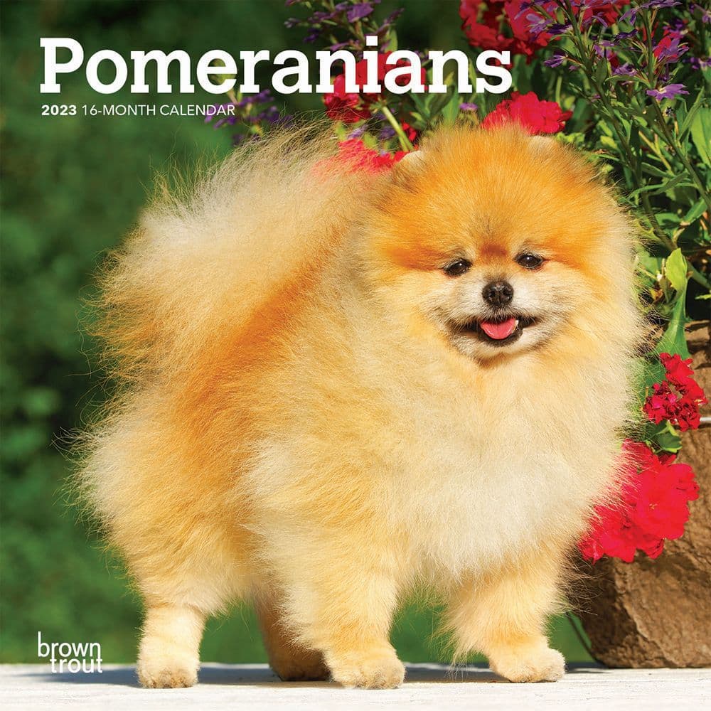BrownTrout Pomeranians 2023 Mini Wall Calendar