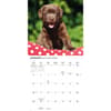image Chocolate Lab Retriever Puppies 2026 Wall Calendar Second Alternate Image