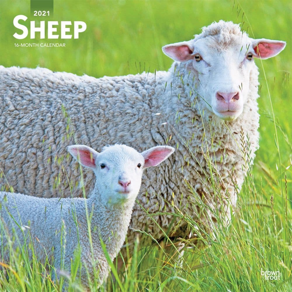 Sheep Wall Calendar