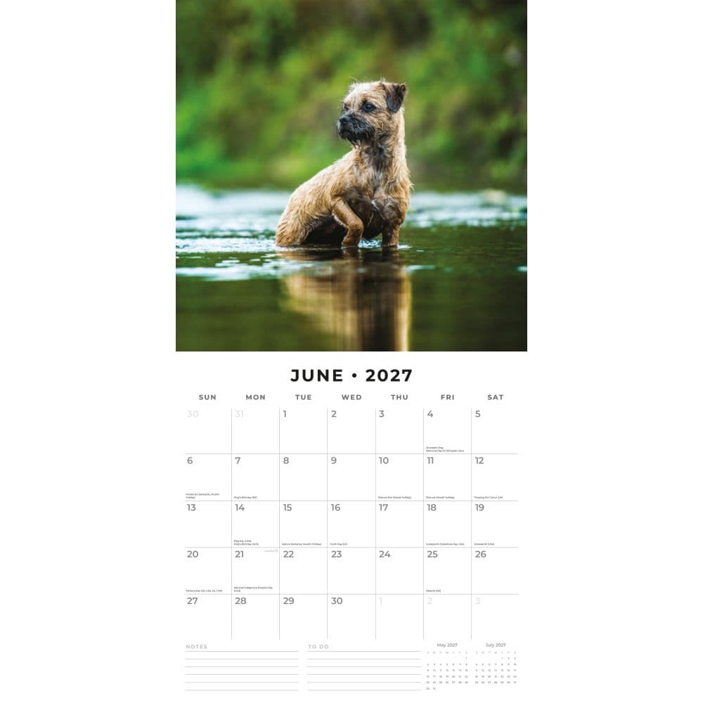Border Terriers 2027 Wall Calendar Second Alternate Image