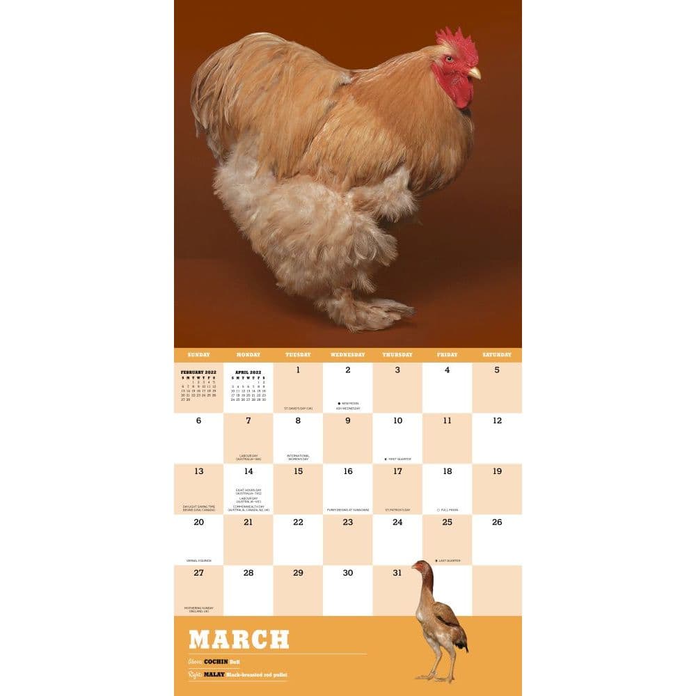 Extraordinary Chickens 2022 Wall Calendar - Calendars.com