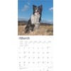 image Border Collies 2025 Wall Calendar First Alternate  Image width=&quot;1000&quot; height=&quot;1000&quot;