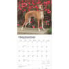 image Italian Greyhounds 2025 Wall Calendar