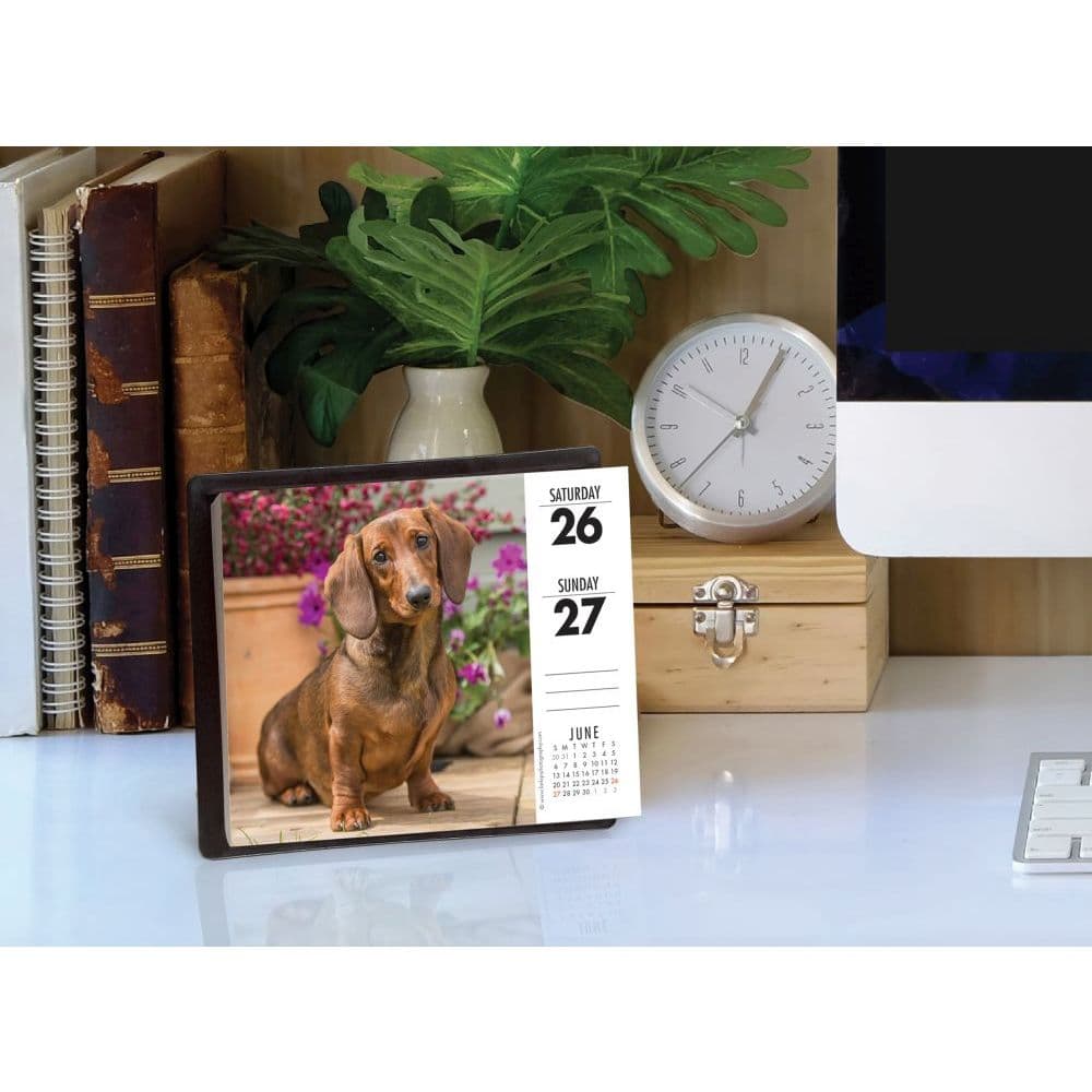 Dachshunds Desk Calendar