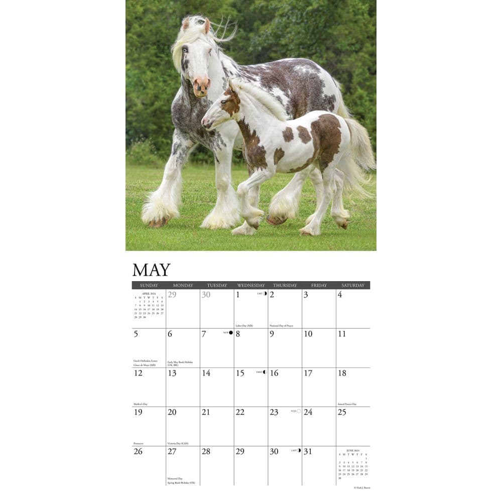 Gypsy Vanner Horses 2024 Wall Calendar