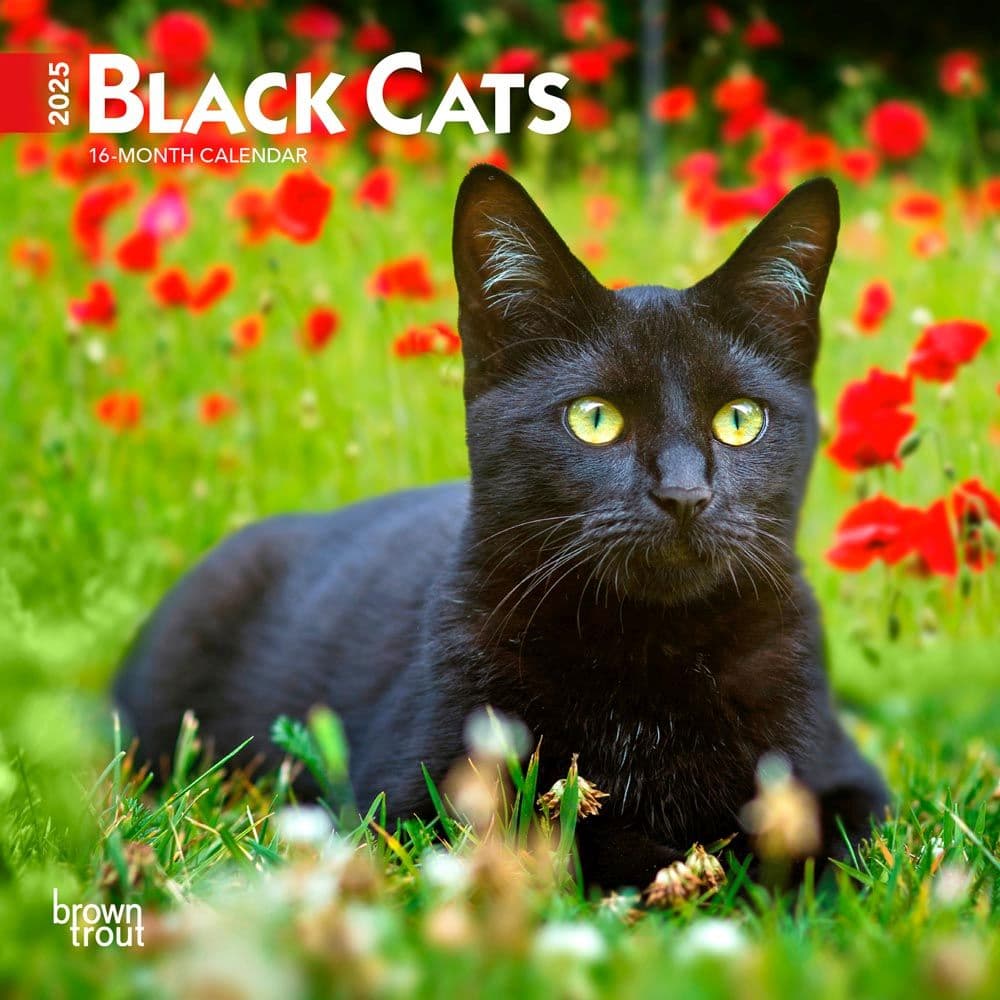 image Black Cats 2025 Mini Wall Calendar  Main Image