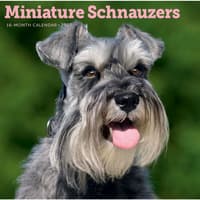 image Miniature Schnauzers 2027 Wall Calendar Main Product Image