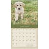 image Puppies 2025 Wall Calendar Second Alternate Image width=&quot;1000&quot; height=&quot;1000&quot;