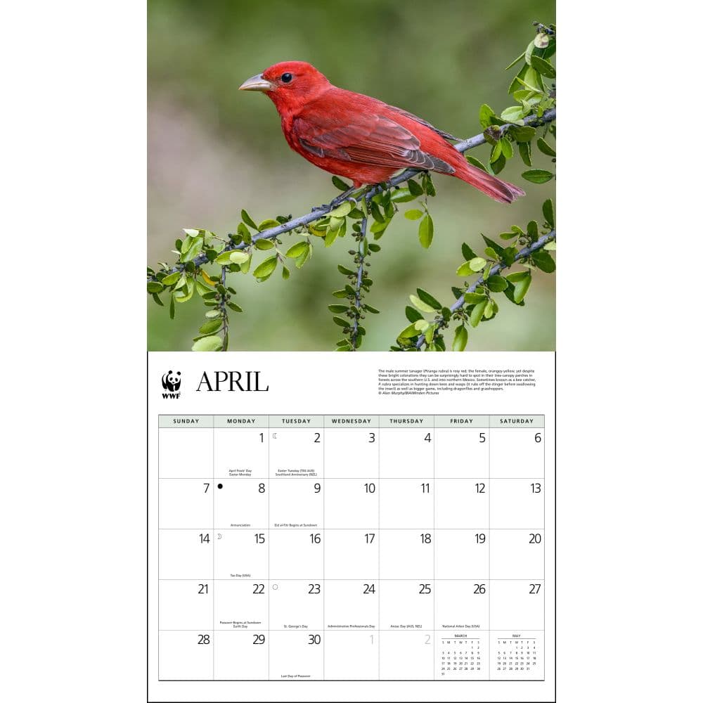 Backyard Birds WWF 2024 Wall Calendar