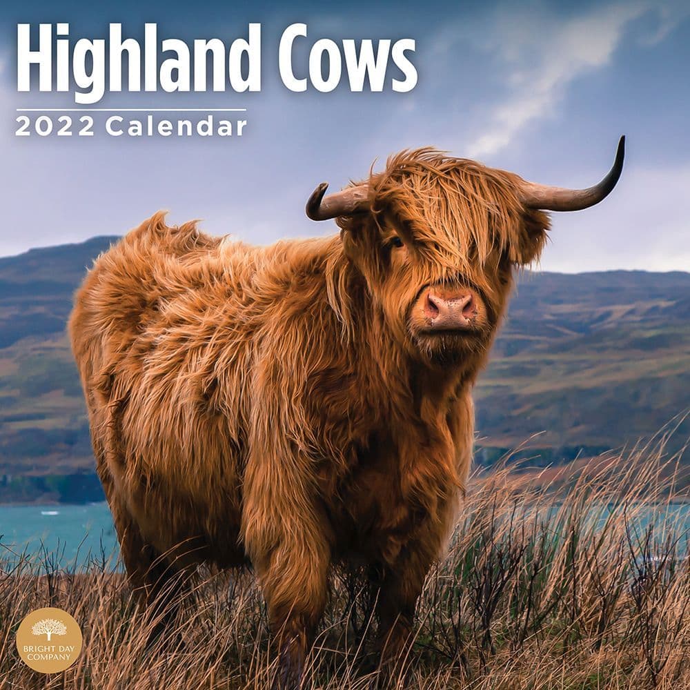 Cows 2022 Calendars