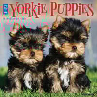 image Just Yorkie Puppies 2026 Wall Calendar Main Image