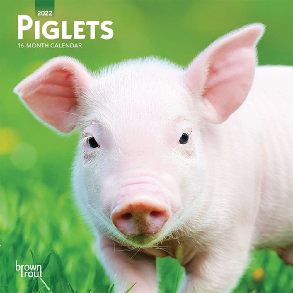 Piglets 2022 Mini Wall Calendar