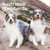 image Australian Shepherds 2025 Wall Calendar Main Image