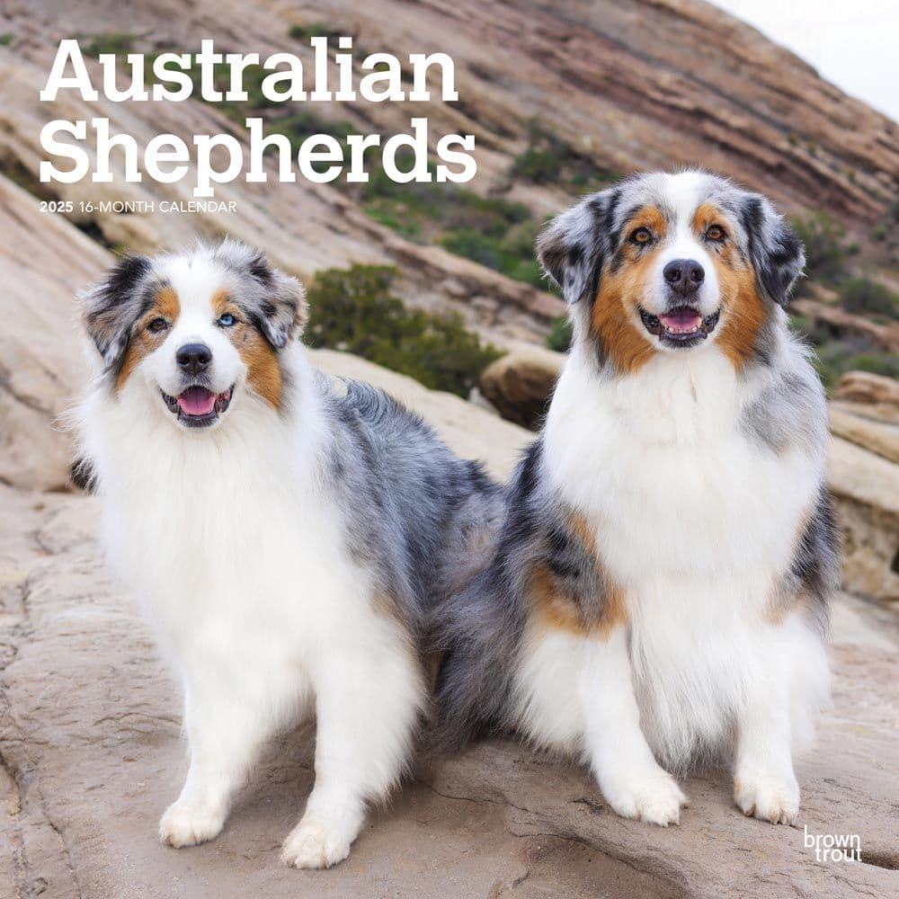 Australian Shepherds 2025 Wall Calendar