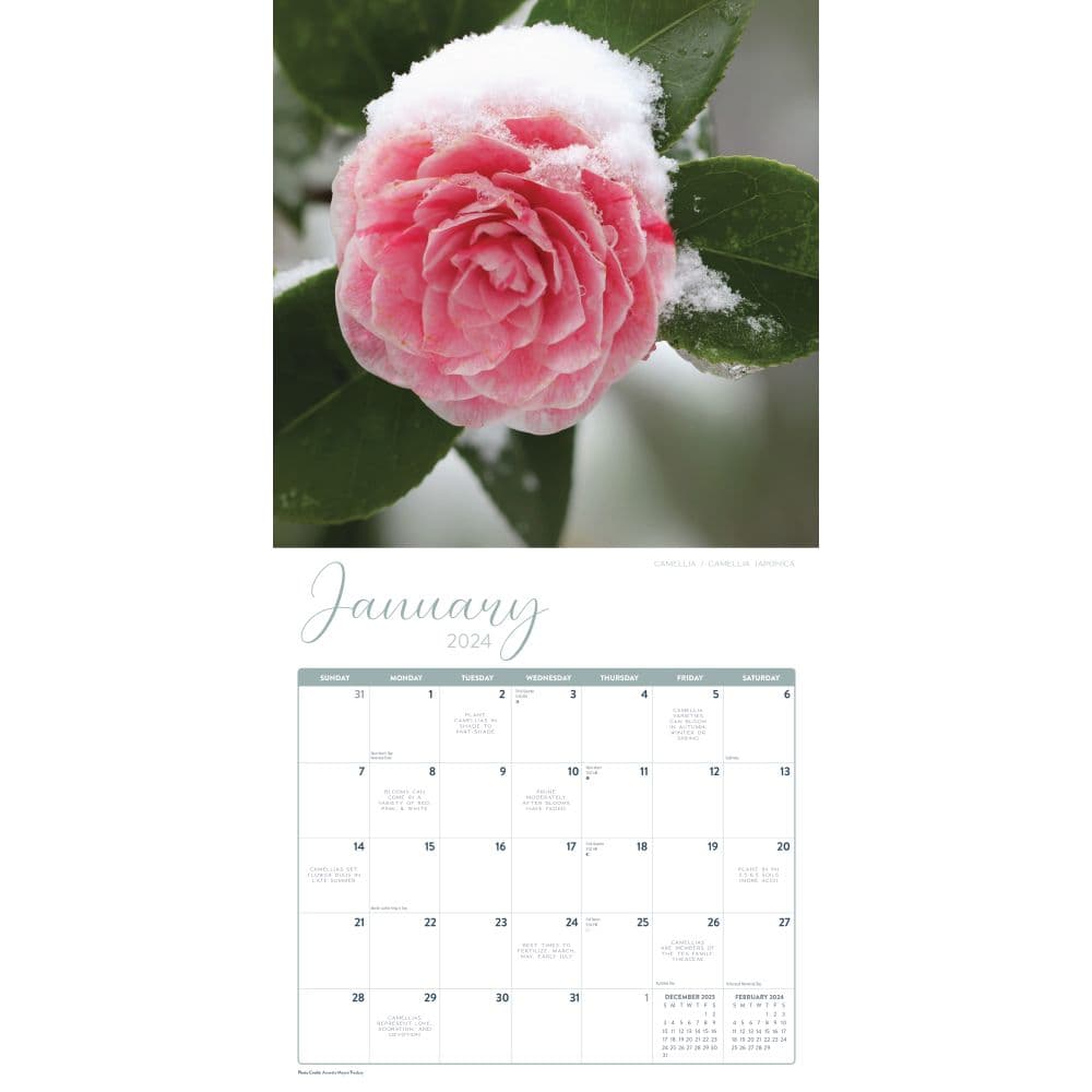 Flowers 2024 Wall Calendar Calendars Com   D47e0d46 61ca 4452 99fe 9dcae733e9f2