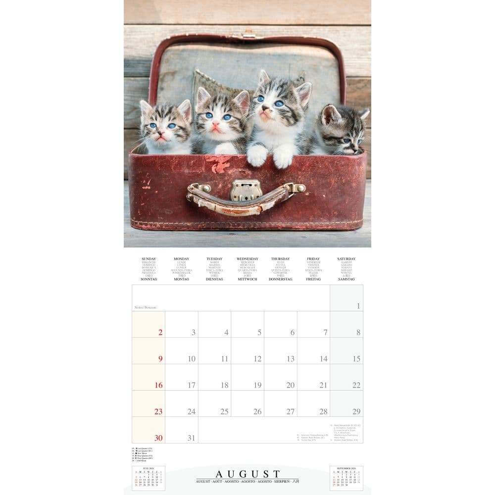 Cool Cats 2026 Wall Calendar Fourth Alternate Image