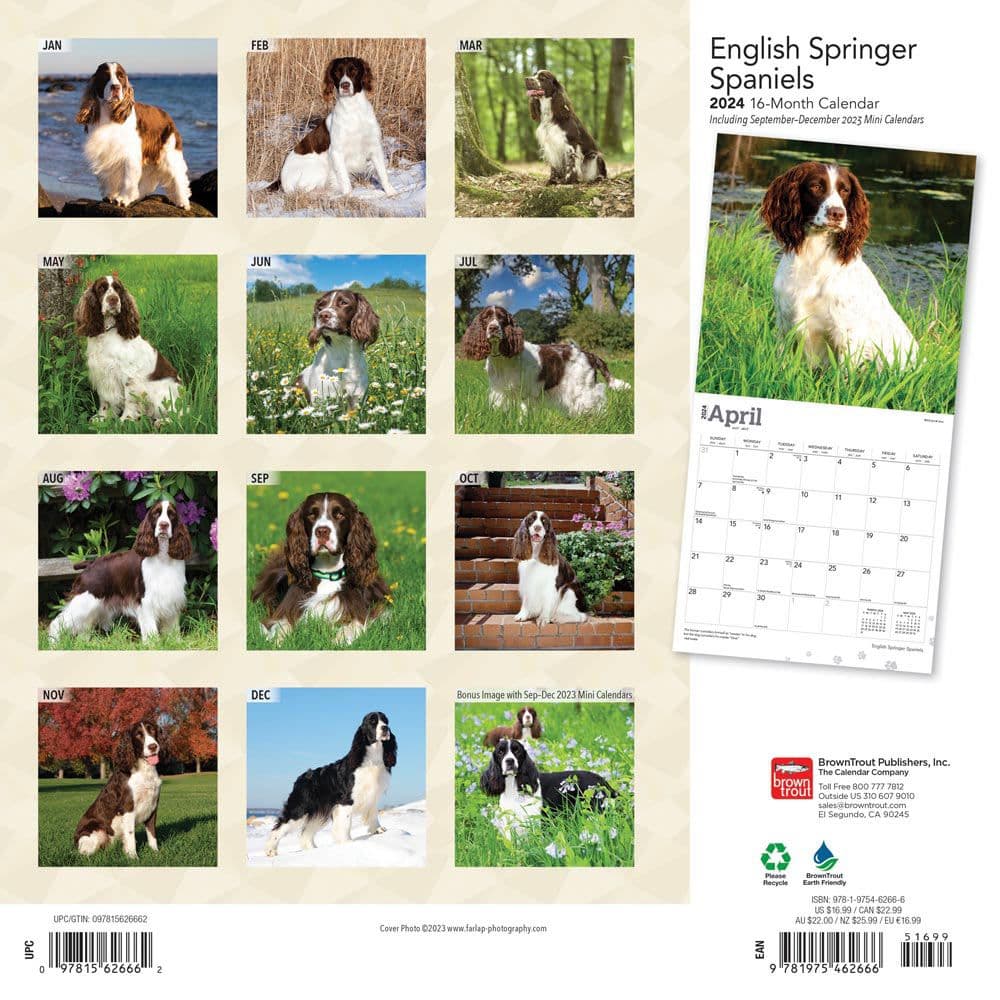 English Springer Spaniels  2024 Wall Calendar Alternate Image 1