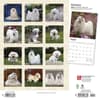 image Maltese 2024 Wall Calendar First Alternate Image width=&quot;1000&quot; height=&quot;1000&quot;