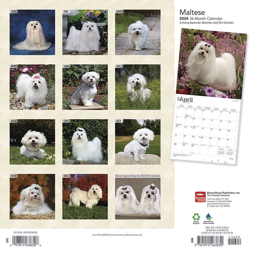 Maltese 2024 Wall Calendar First Alternate Image width=&quot;1000&quot; height=&quot;1000&quot;